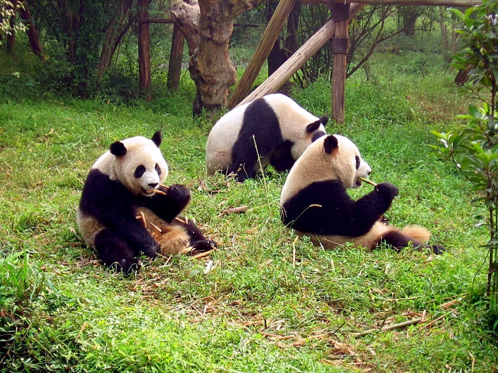 Chengdu local landmark